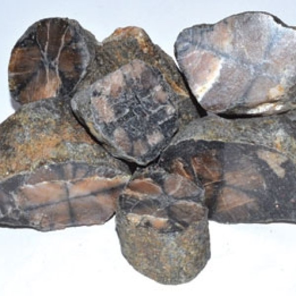 1 lb Chiastolite untumbled stones
