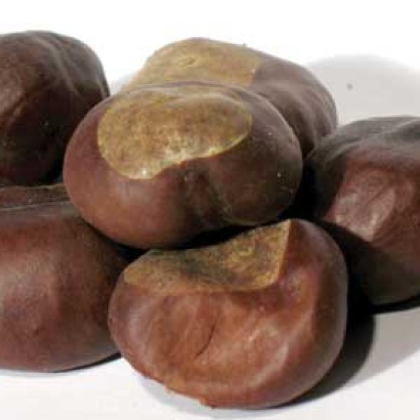 Buckeyes whole 1oz (Aesculus)