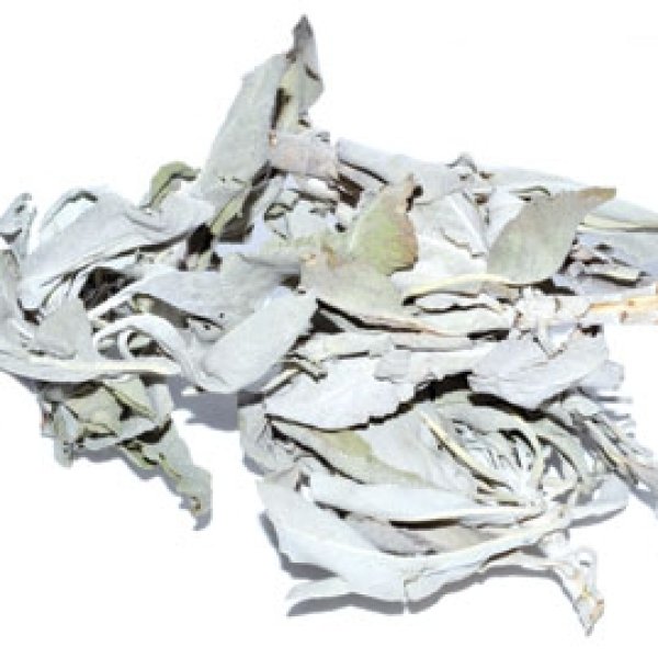 White Sage 1oz (Salvia Apiana)