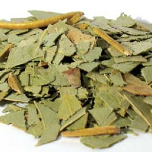 1 Lb Eucalyptus cut (Eucalyptus globulus)