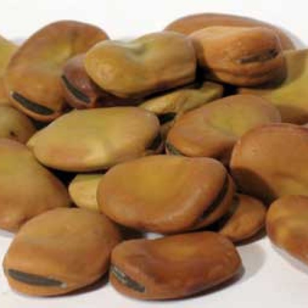 Mojo Wish Bean 2oz (Vicia faba)
