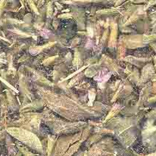 Pennyroyal Leaf cut 2oz  (Mentha pulegium)