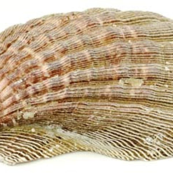 Lion Paw Shell incense burner