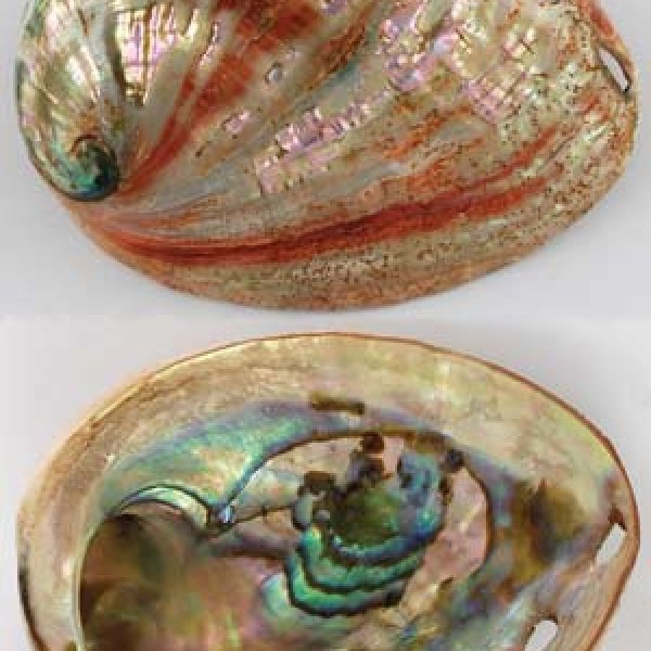 Red Abalone Shell incense Burner Polished