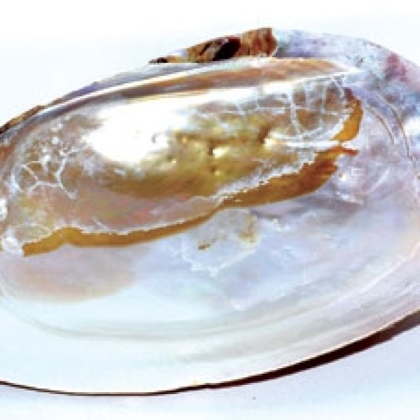 6" Shell incense Burner