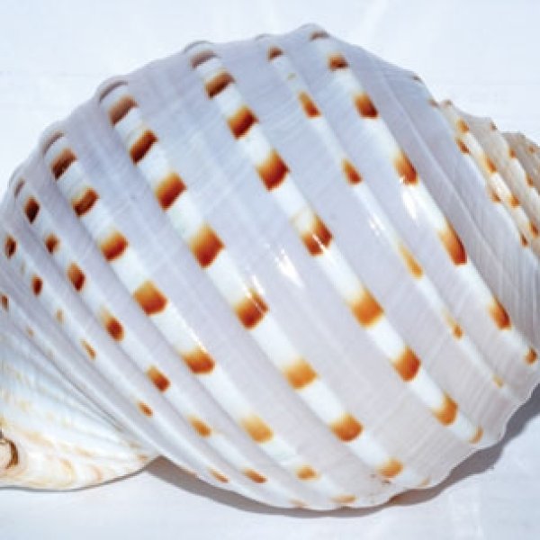 4" Tonna Tessalata shell incense burner