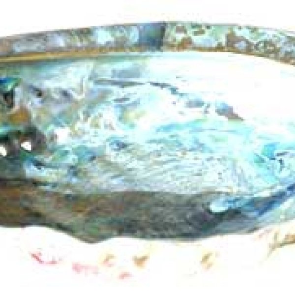 5" Midea Shell incense burner