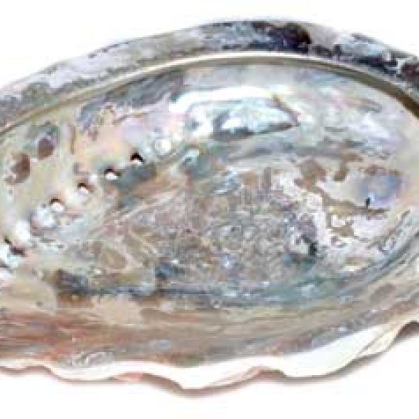 4" Abalone Shell incense burner (limited quanity)