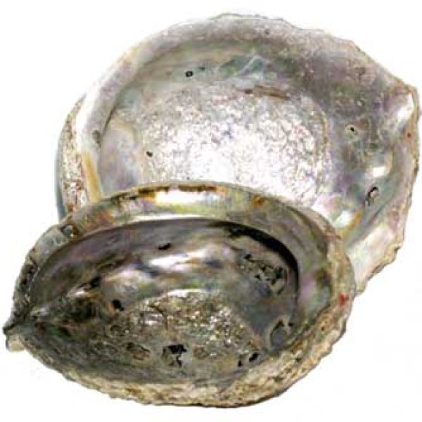 5"- 6" Abalone Shell incense burner