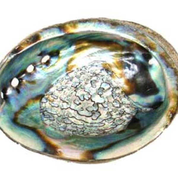 3" - 4" Abalone Shell incense burner