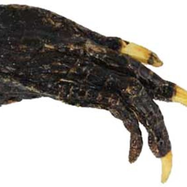 Alligator Claw (root)