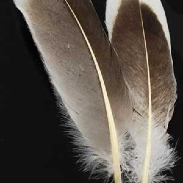 Natural Gray Goose feather