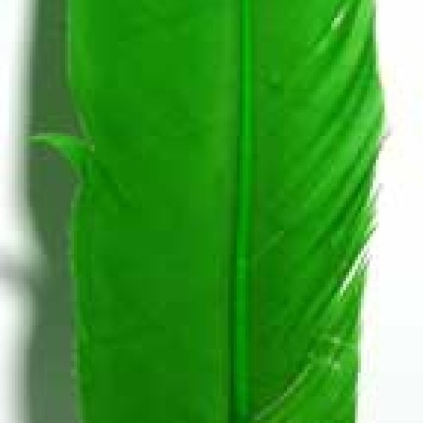 Green Feather 12"