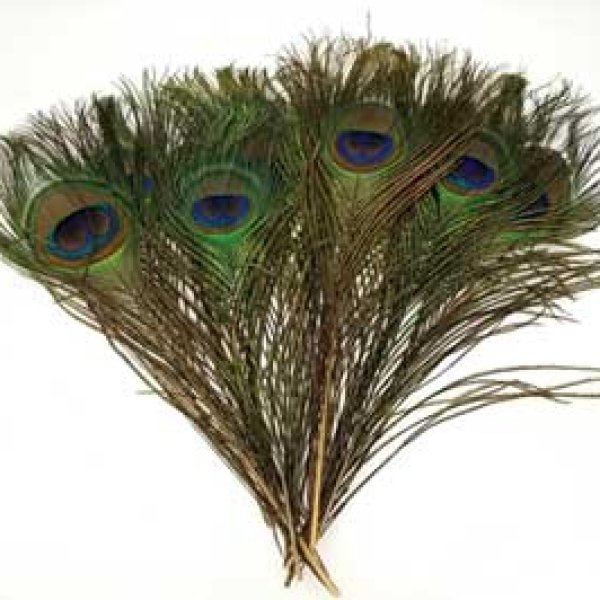 Peacock feather (pk of 10)