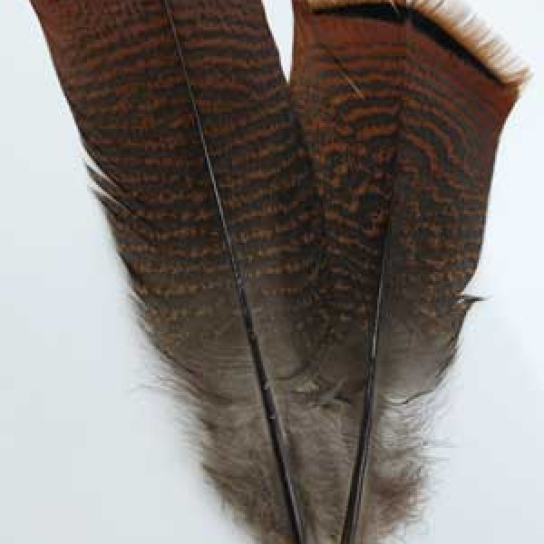 Bronze Pre-tail Turkey feather