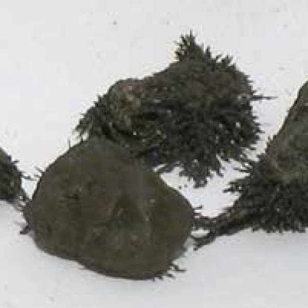 Natural Lodestones 1 Lb