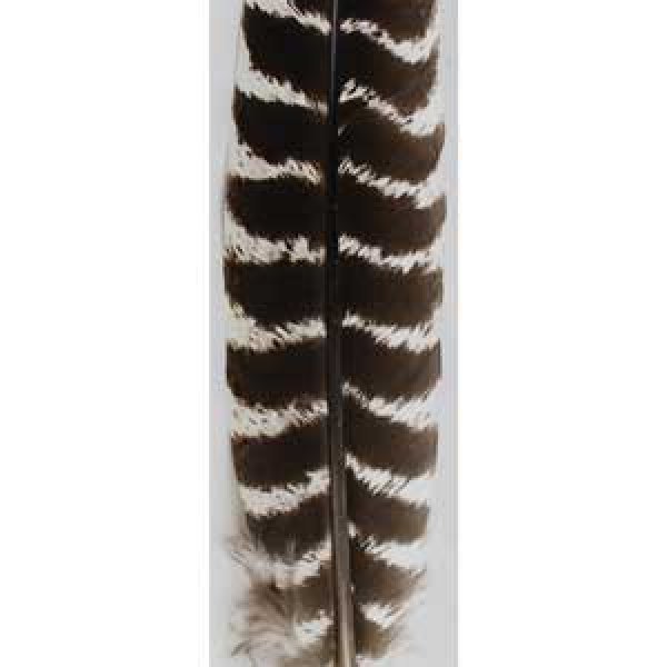 Barred Wing Smudging Feather