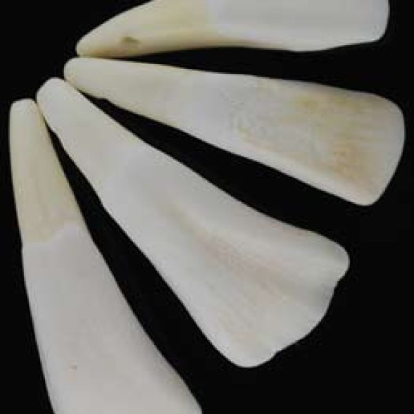 Water Buffalo Tooth
